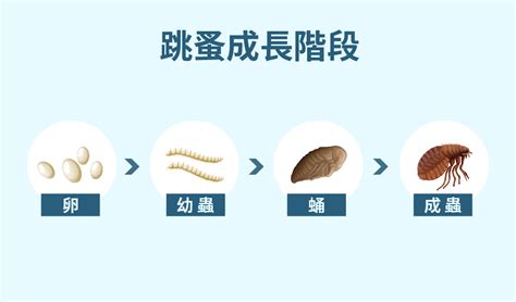 家裡出現跳蚤|房間怎麼除跳蚤怎麼辦？本篇圖解分析跳蚤咬痕，教你。